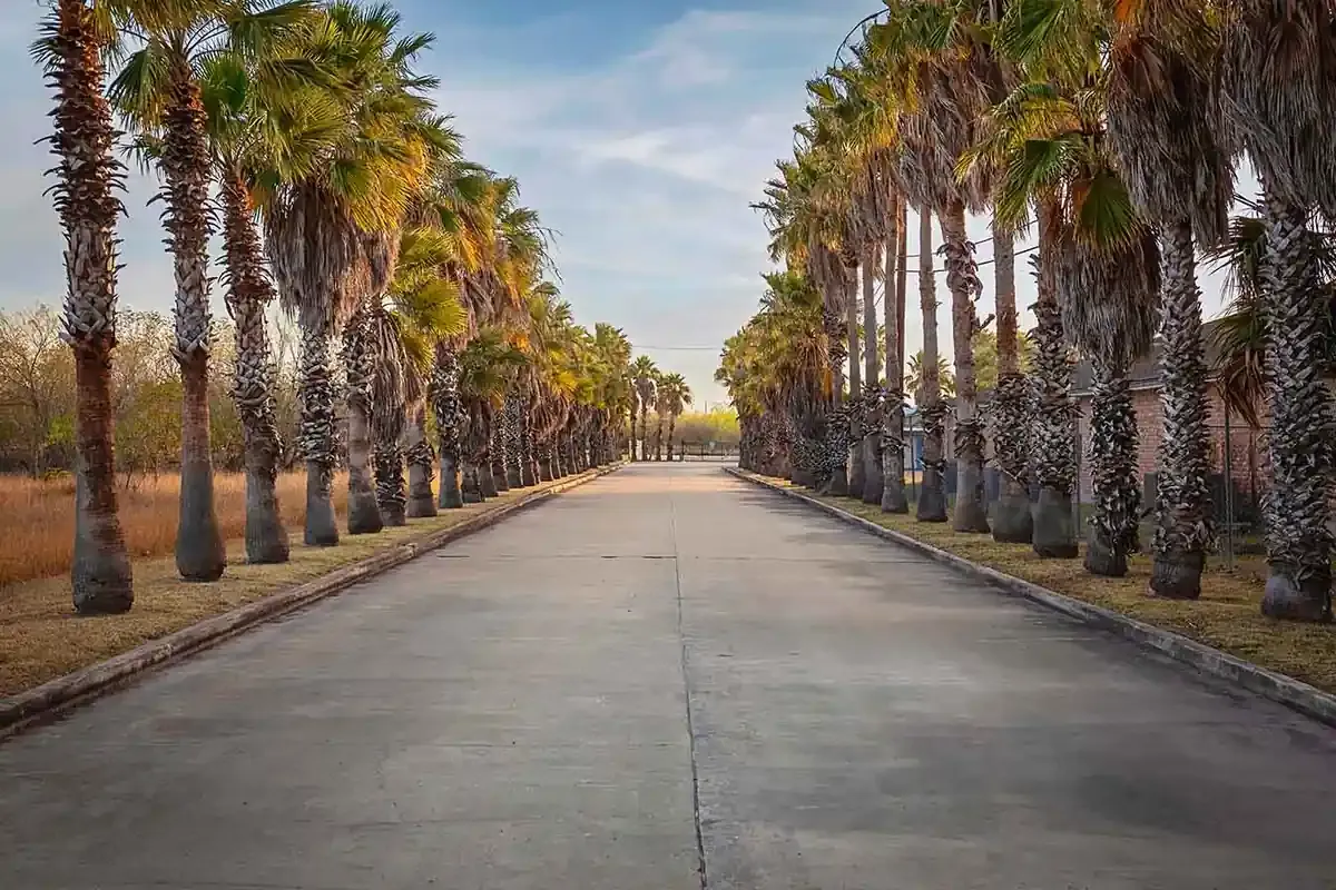 palm trees along road leading to facility